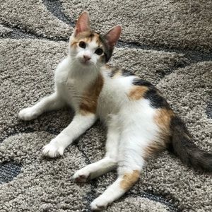 Meet your Posher, Rachel